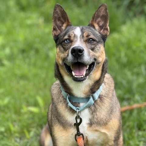 Enlarge Maverick, a Adoptable mixed breed in Sparta, NJ image 5/6