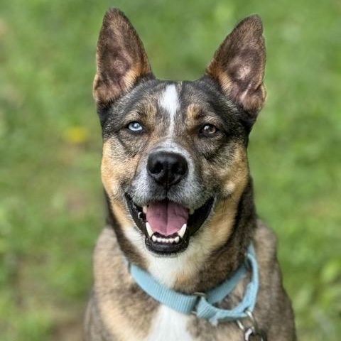 Maverick, Adoptable, Adult Male Australian Cattle Dog / Blue Heeler & German Shepherd Dog.
