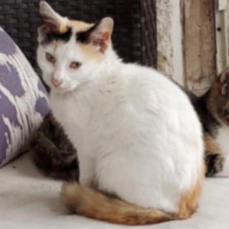 Phoenix, Adoptable, Young Female American Shorthair.