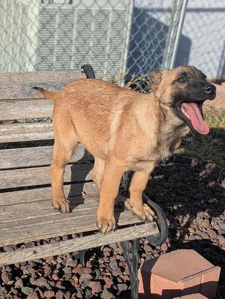 Callie  Located In thumbnail 2