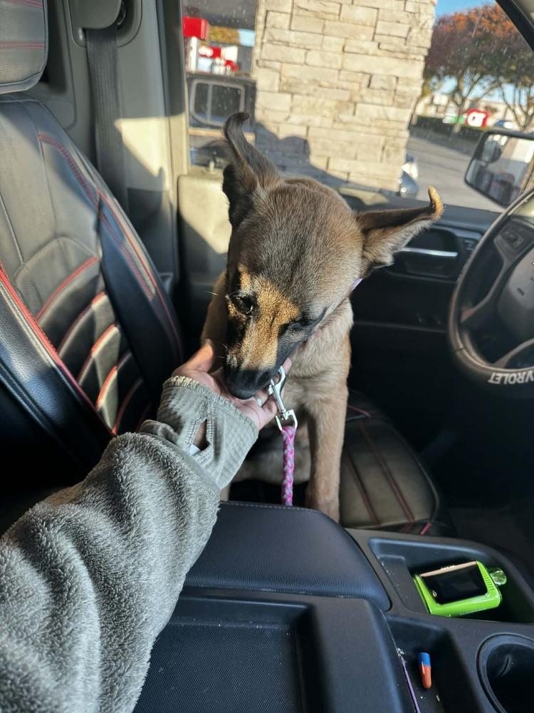 Callie - Located in TX — thumbnail 3