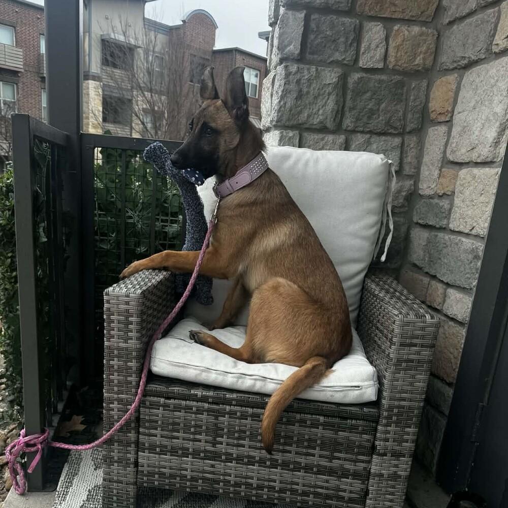 Callie - Located in TX — thumbnail 5