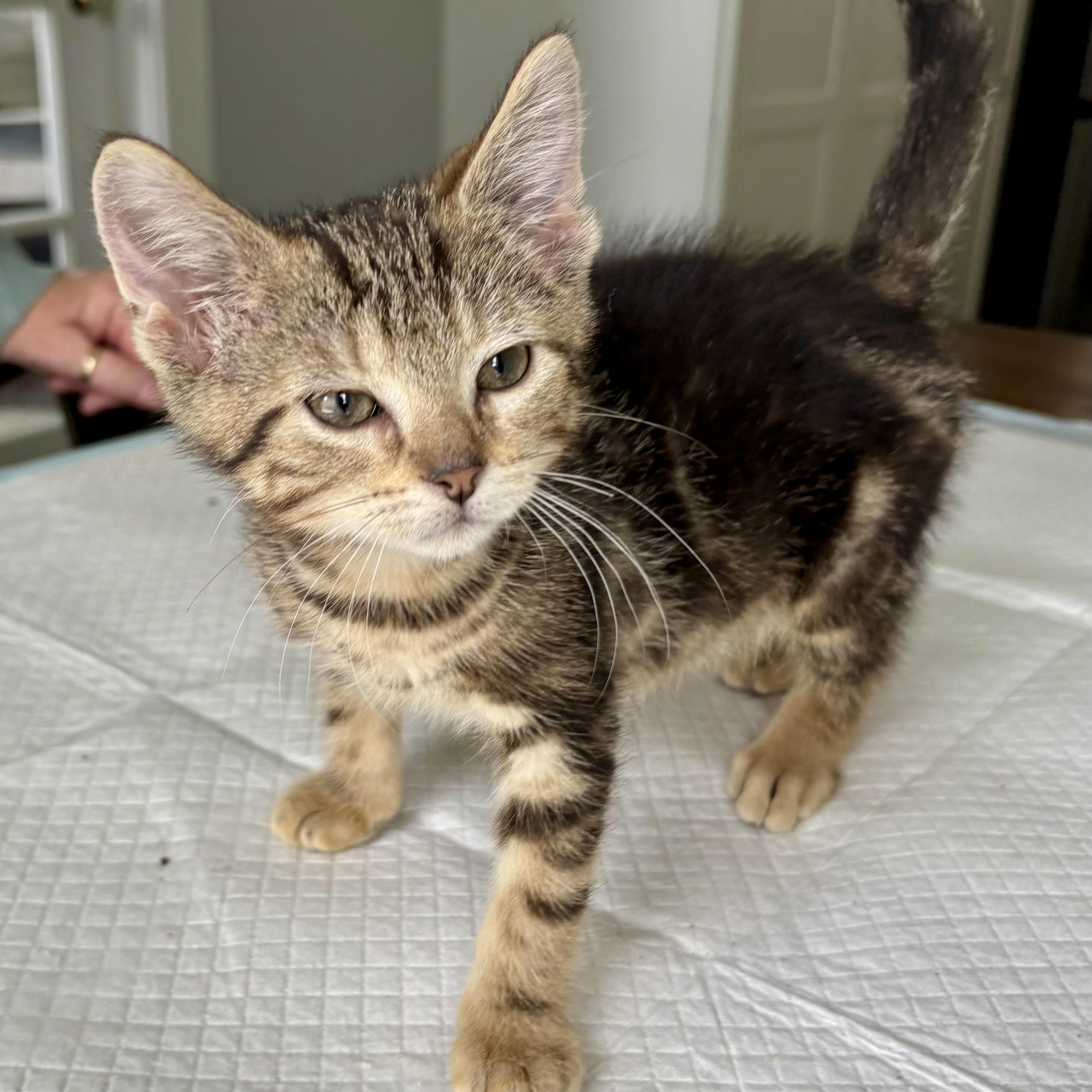 Peppy, a Adoptable mixed breed in East Amherst, NY image 5/6