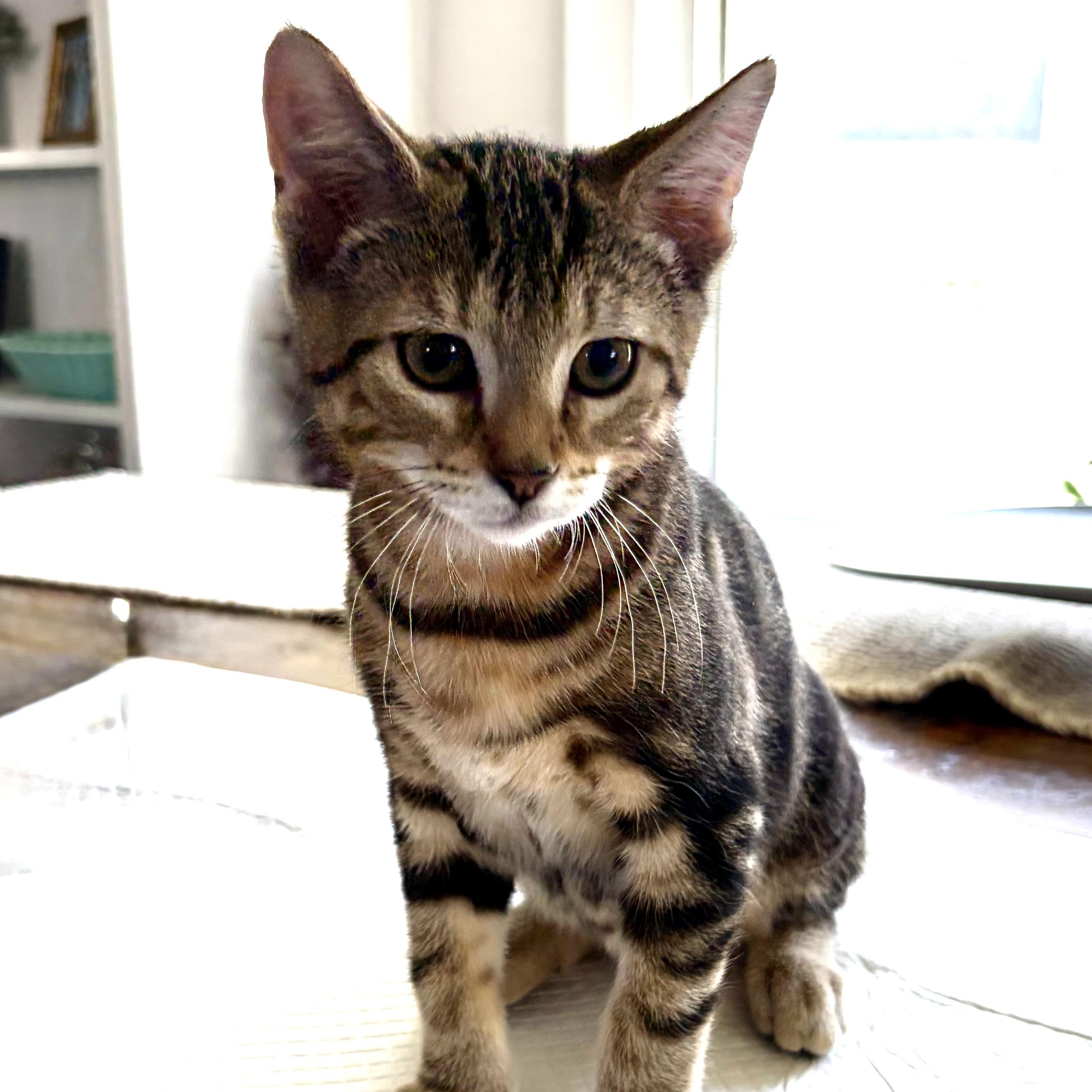Peppy, Adoptable, Kitten Male Domestic Short Hair & Tabby.