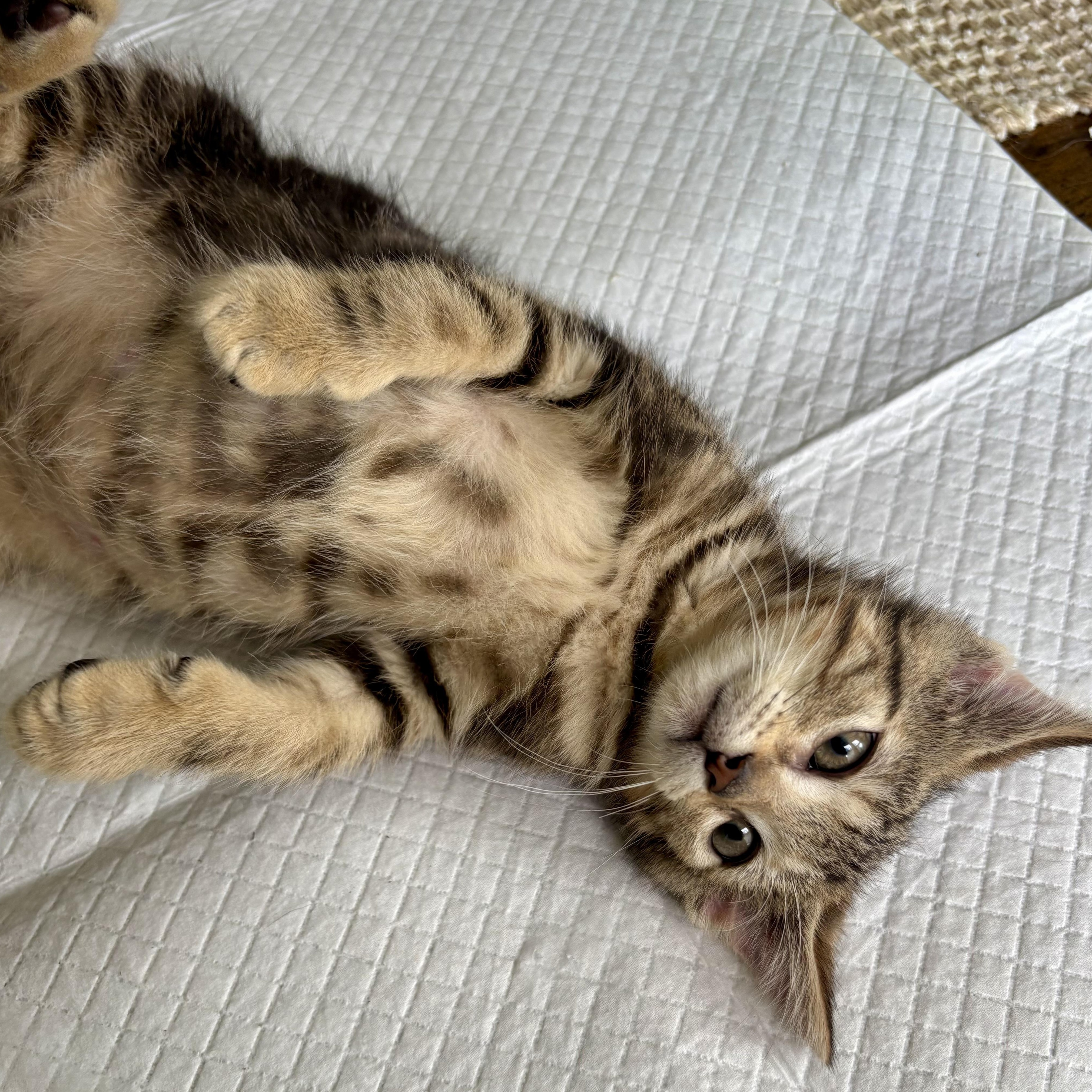 Peppy, a Adoptable mixed breed in East Amherst, NY image 6/6