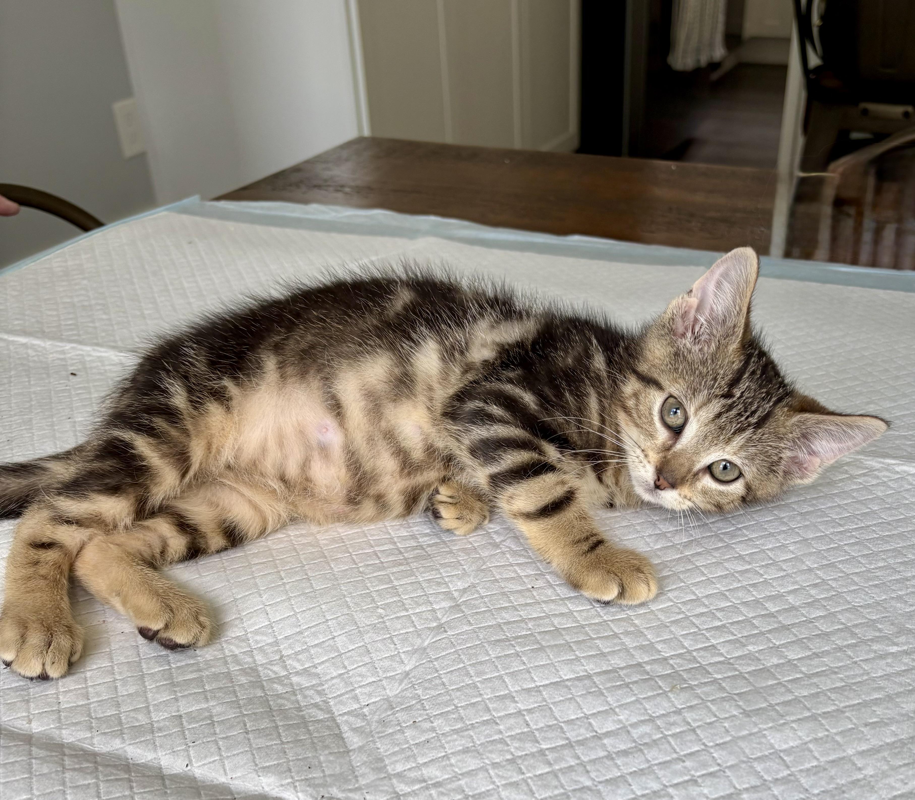 Peppy, a Adoptable mixed breed in East Amherst, NY image 6/6