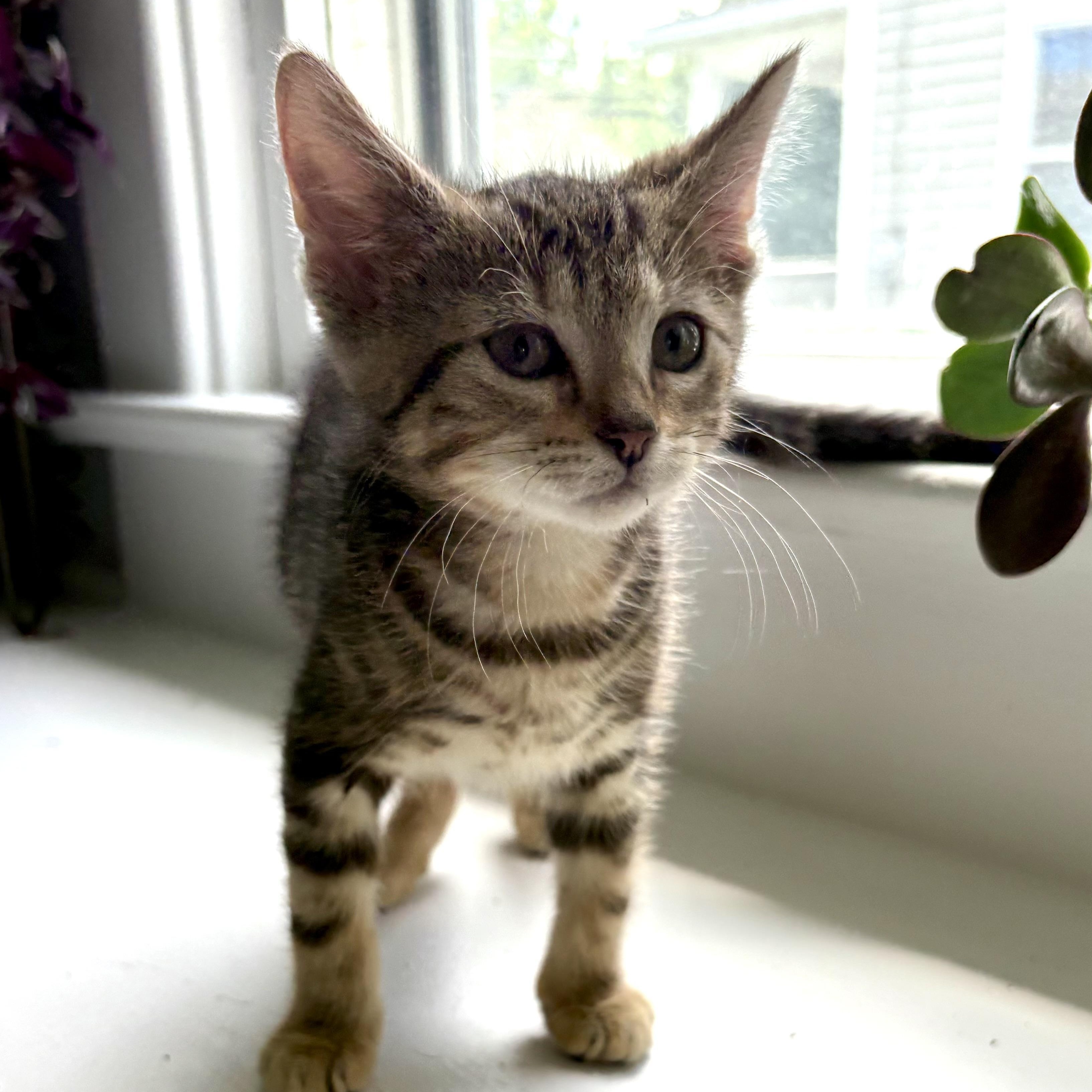 Peppy, a Adoptable mixed breed in East Amherst, NY image 2/6