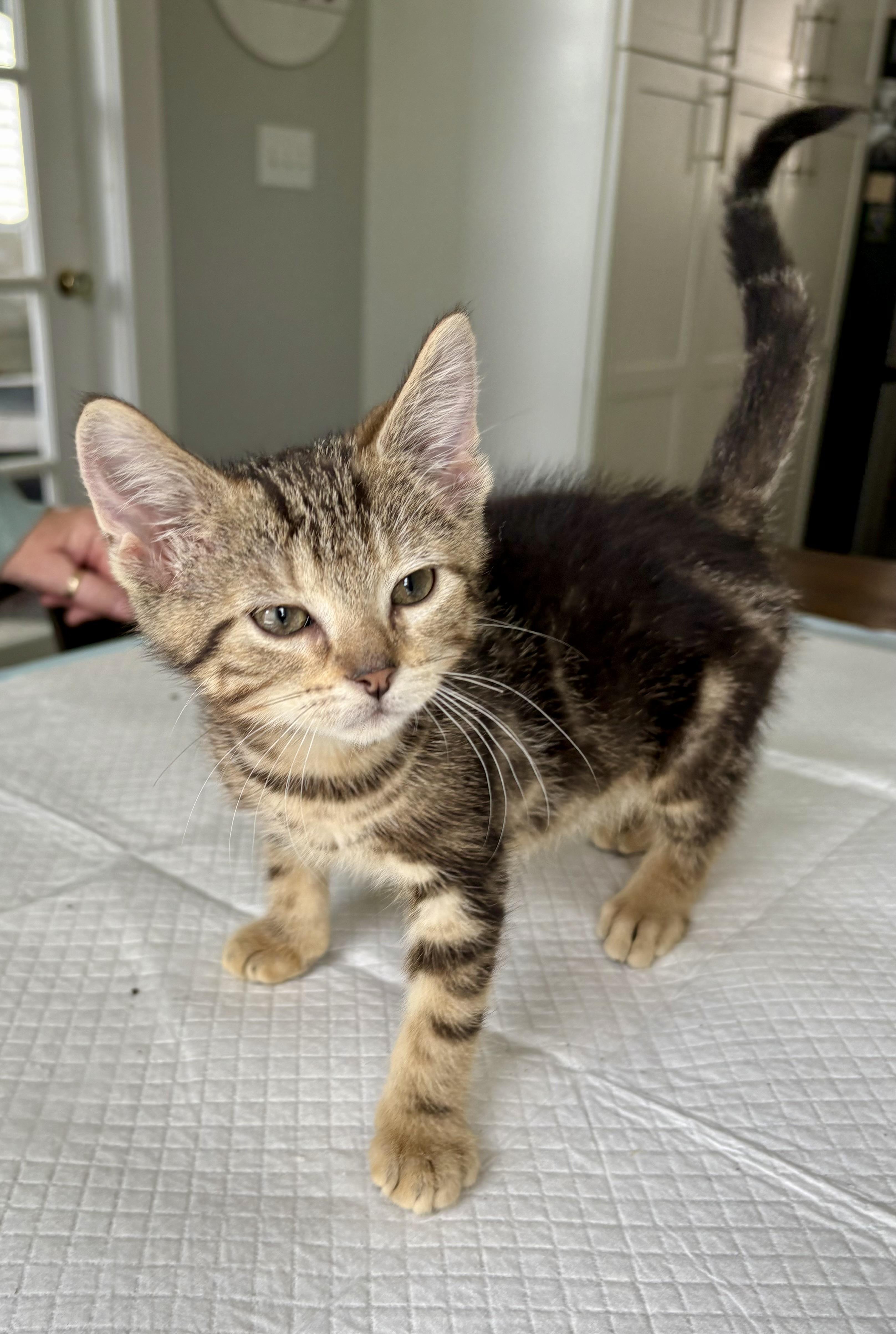 Peppy, a Adoptable mixed breed in East Amherst, NY image 5/6