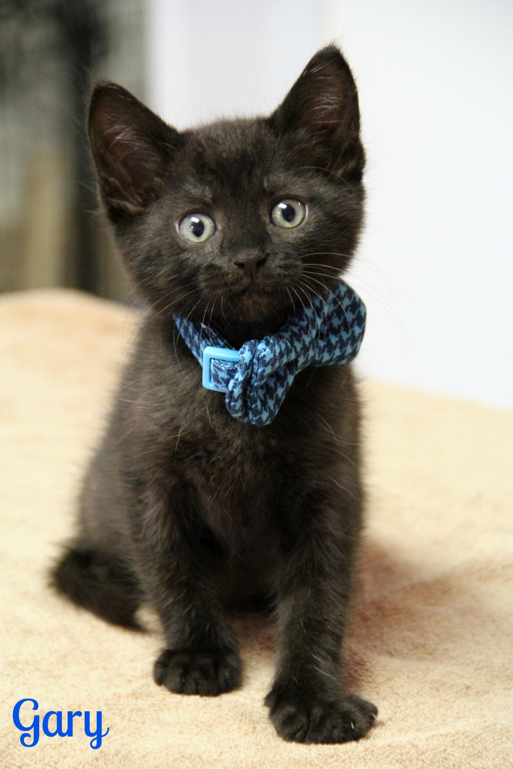 Gary, ADOPTABLE, Kitten Male Domestic Short Hair.