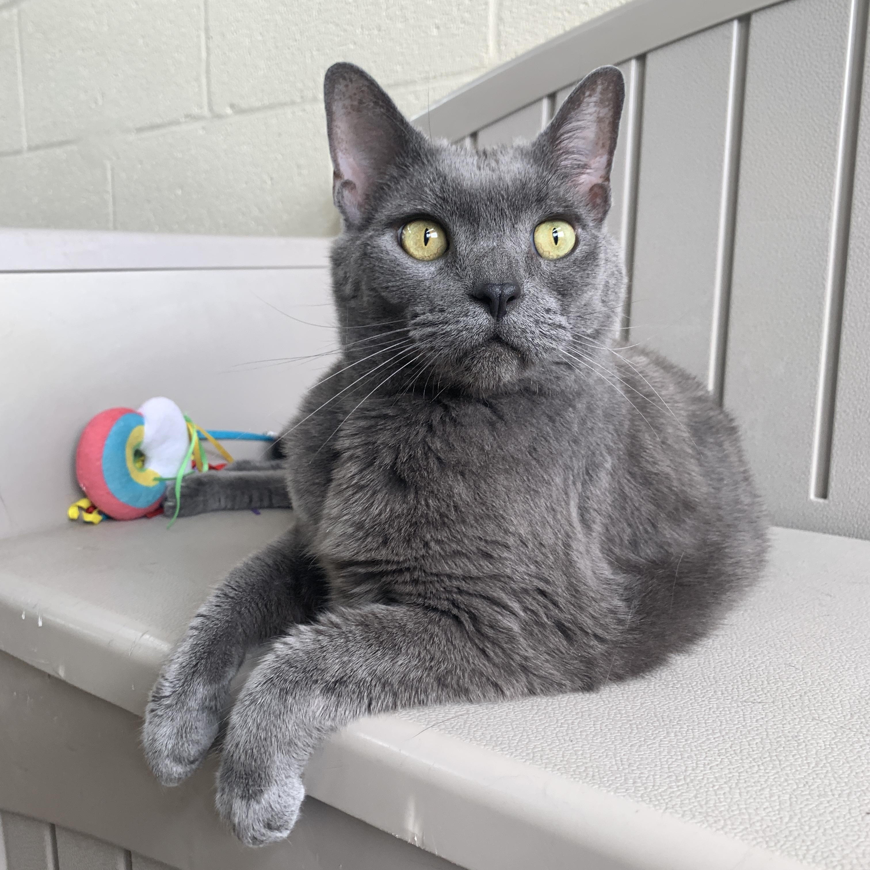 Peyton, adopted, Adult Female Domestic Short Hair.