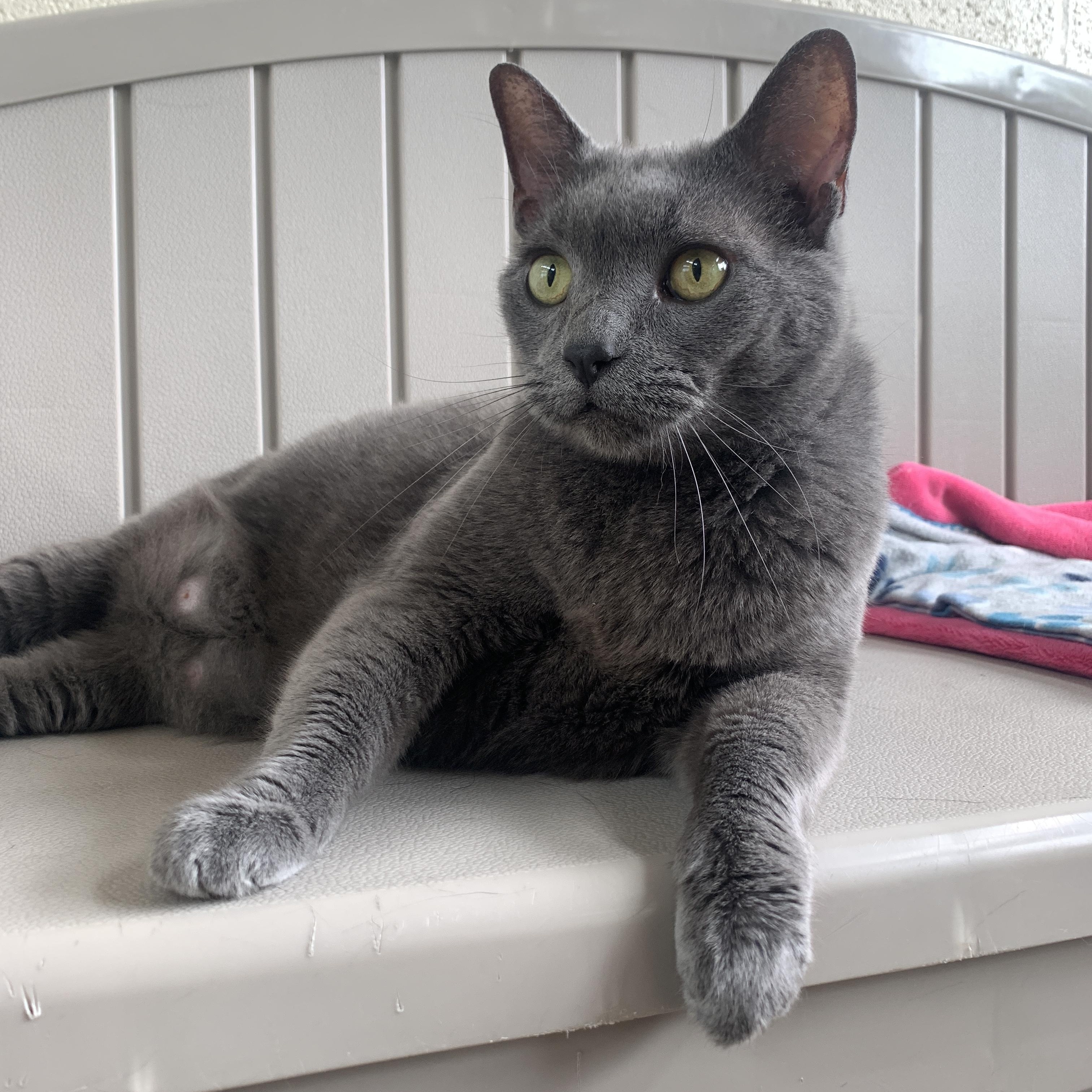 Enlarge Peyton, an adopted Domestic Short Hair in Winchester, VA image 2/4