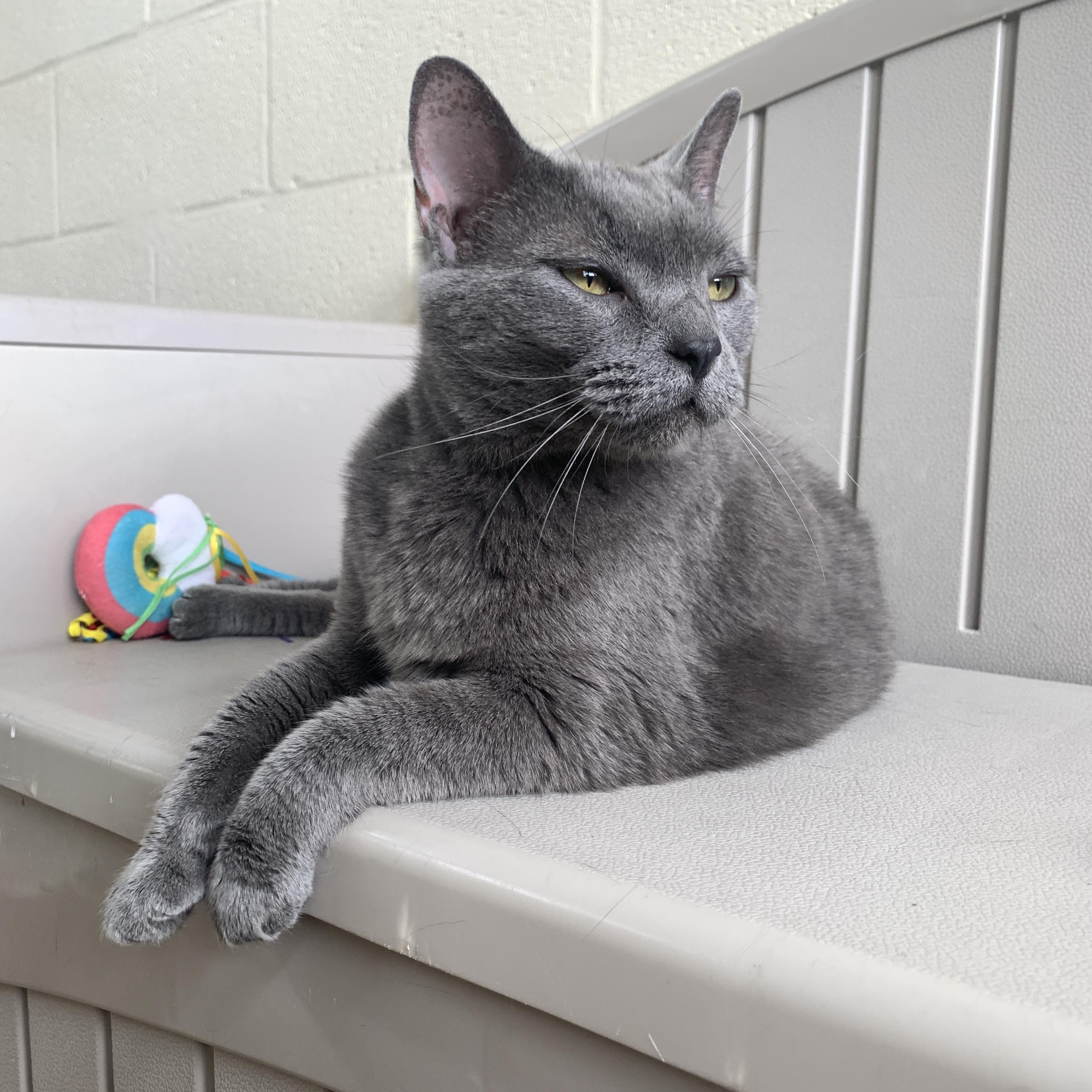 Enlarge Peyton, an adopted Domestic Short Hair in Winchester, VA image 3/4