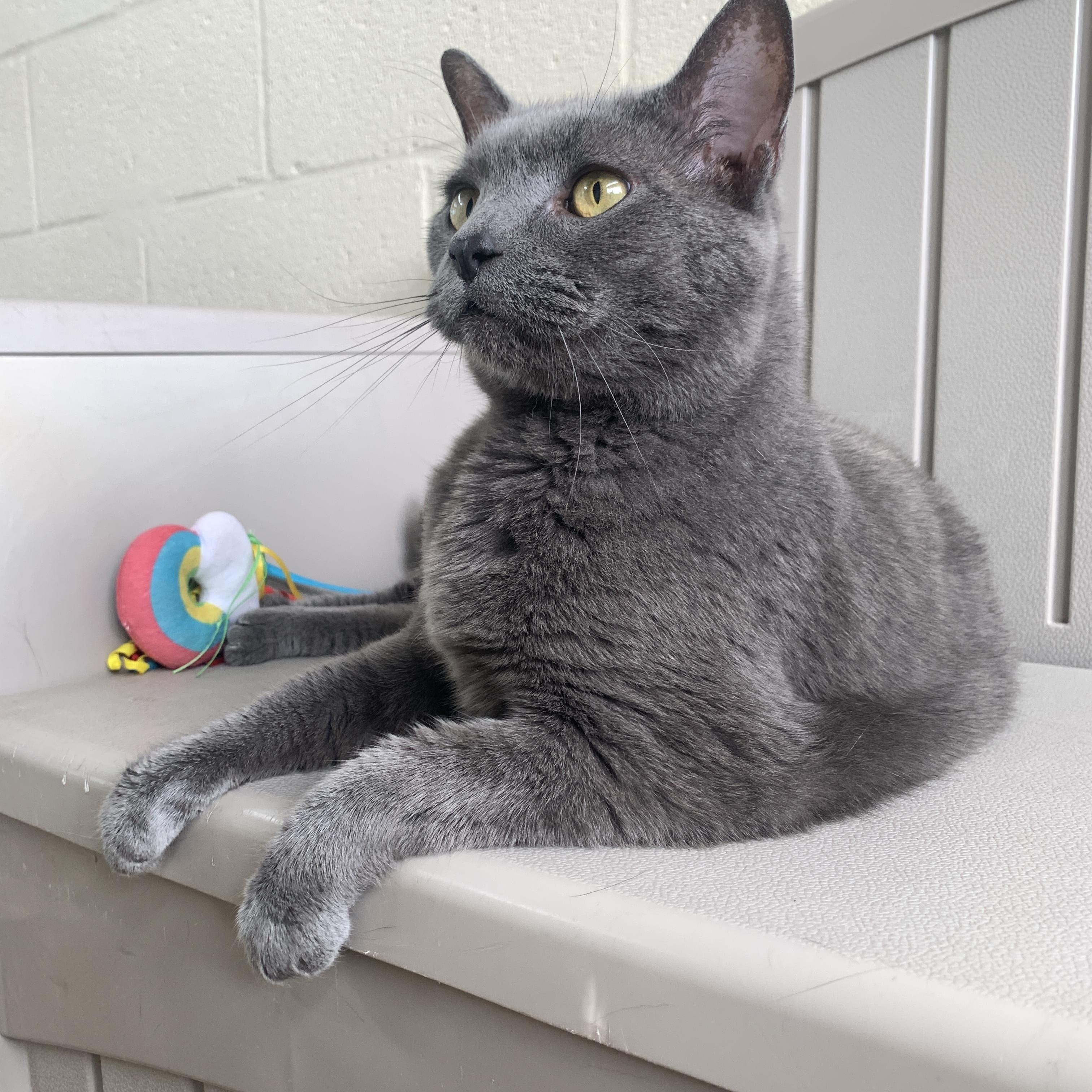 Enlarge Peyton, an adopted Domestic Short Hair in Winchester, VA image 4/4