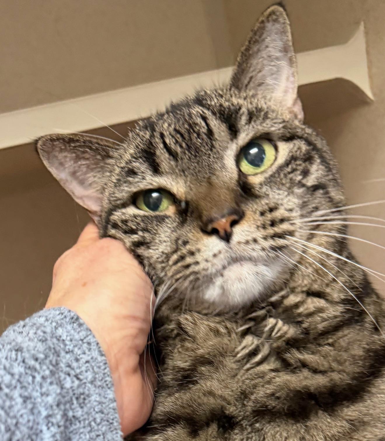 Enlarge Chinzy, an adopted mixed breed in Salem, NH image 3/3