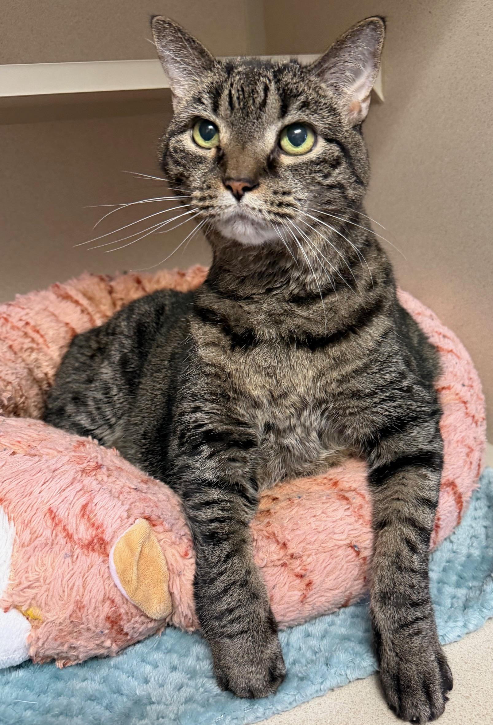 Enlarge Chinzy, an adopted mixed breed in Salem, NH image 2/3