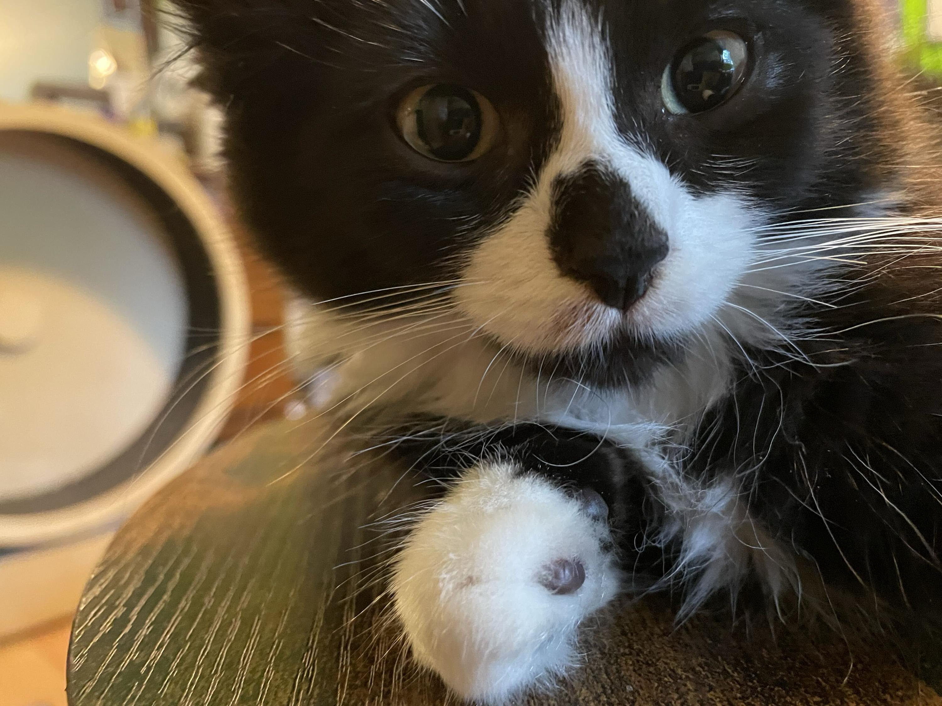 Enlarge Kalakala and Tillikum, a Adoptable Domestic Medium Hair in Seattle, WA image 5/6