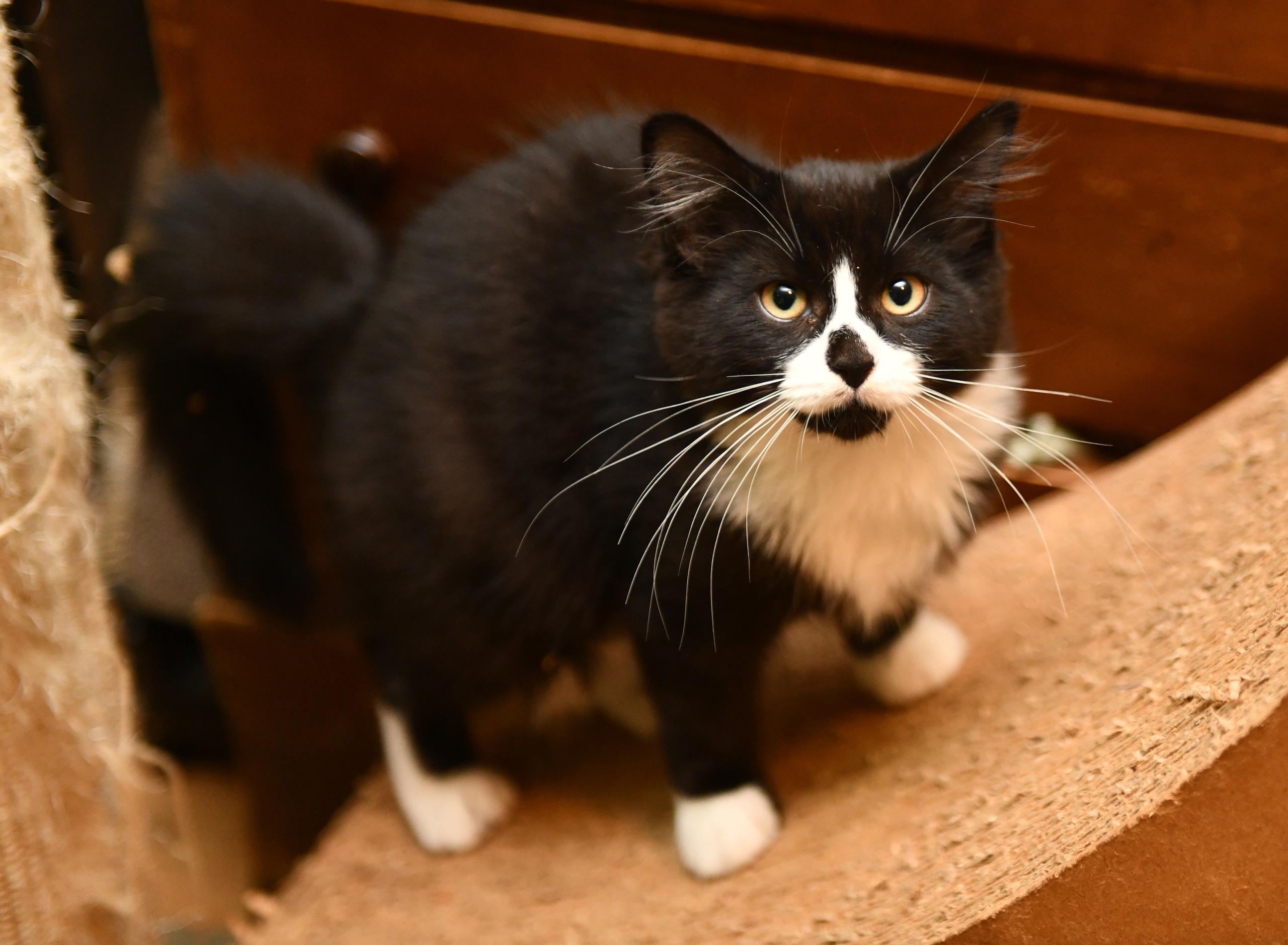 Enlarge Kalakala and Tillikum, a Adoptable Domestic Medium Hair in Seattle, WA image 3/6