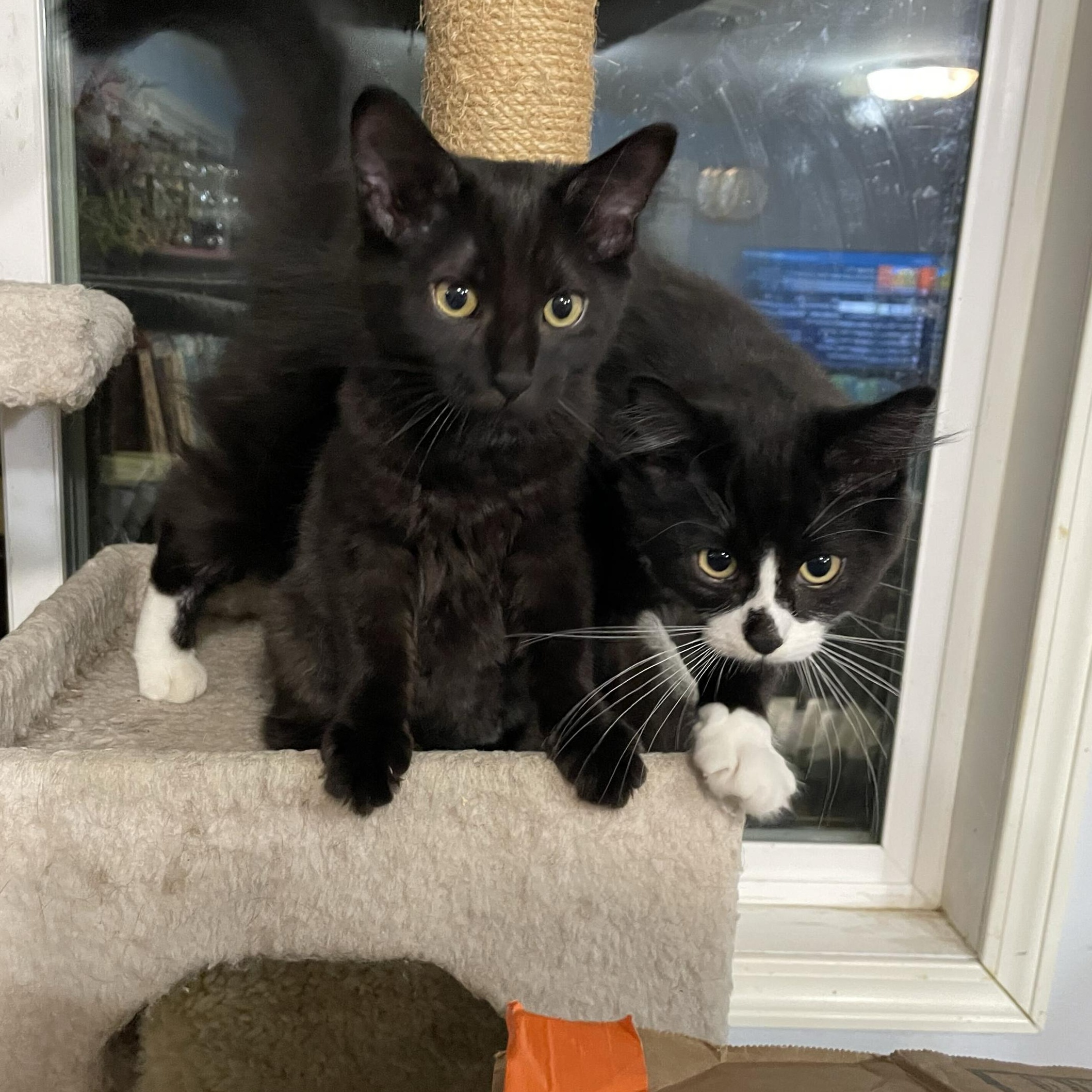 Enlarge Kalakala and Tillikum, a Adoptable Domestic Medium Hair in Seattle, WA image 1/6