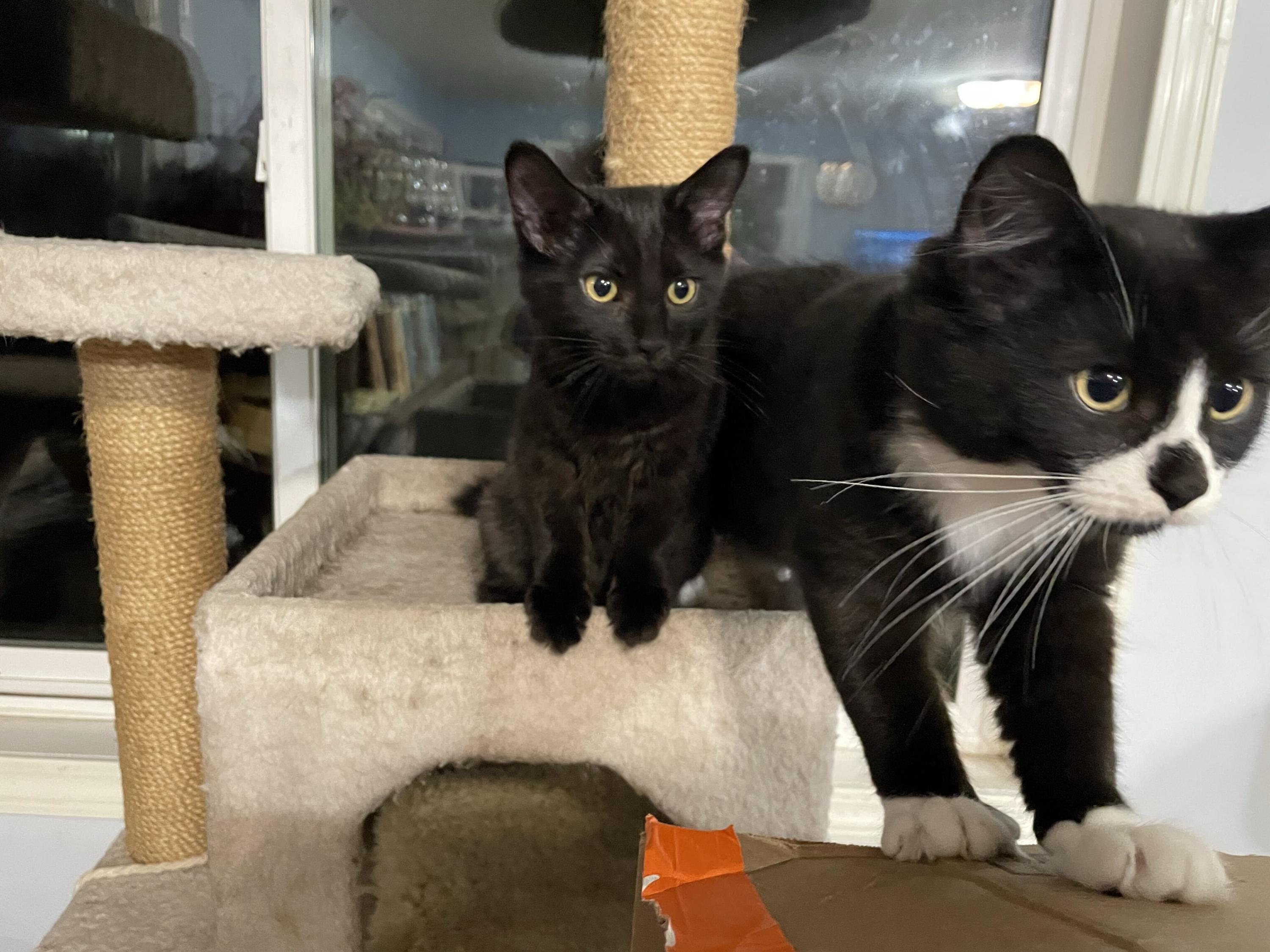 Enlarge Kalakala and Tillikum, a Adoptable Domestic Medium Hair in Seattle, WA image 4/6