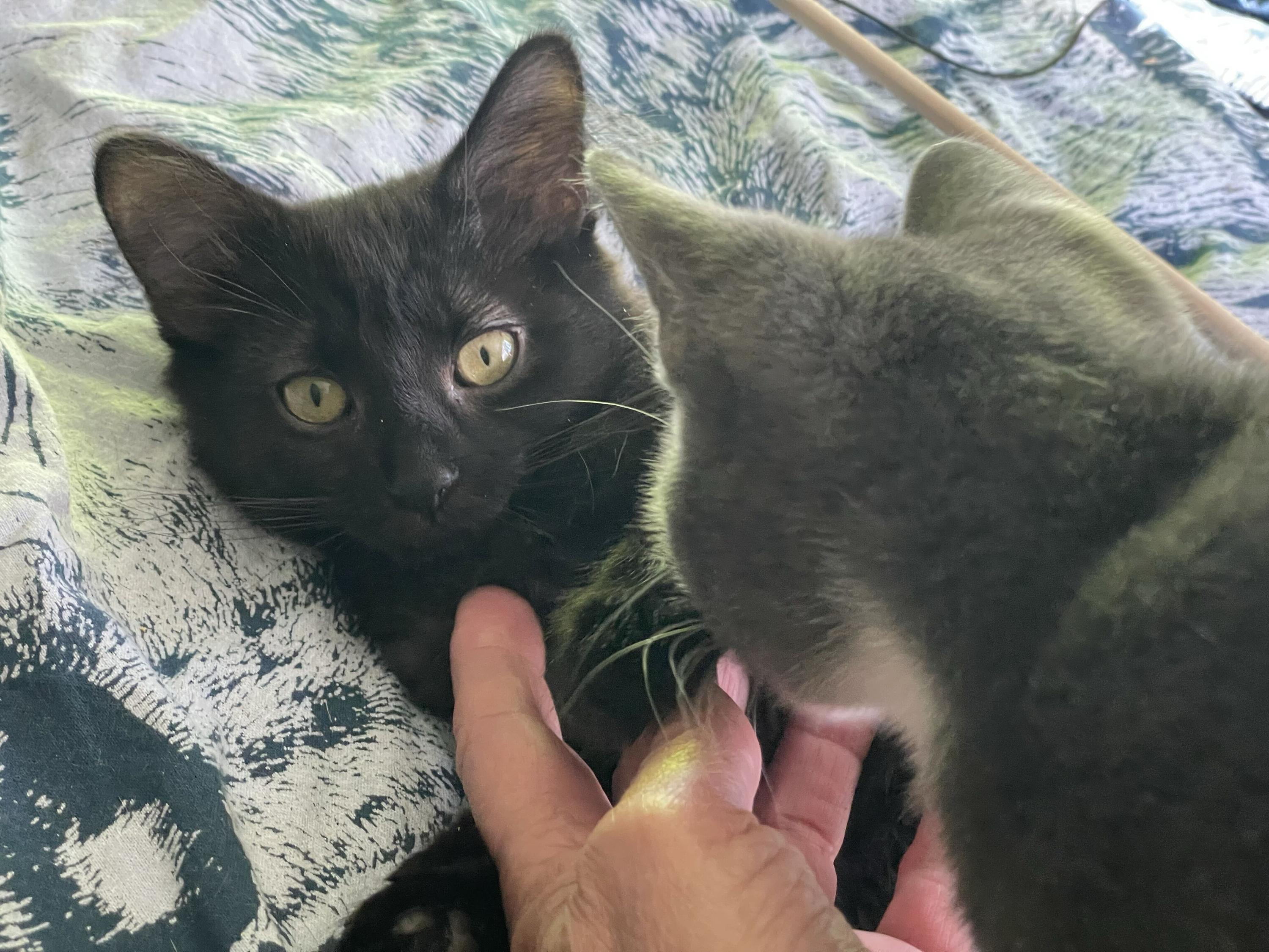 Enlarge Kalakala and Tillikum, a Adoptable Domestic Medium Hair in Seattle, WA image 6/6