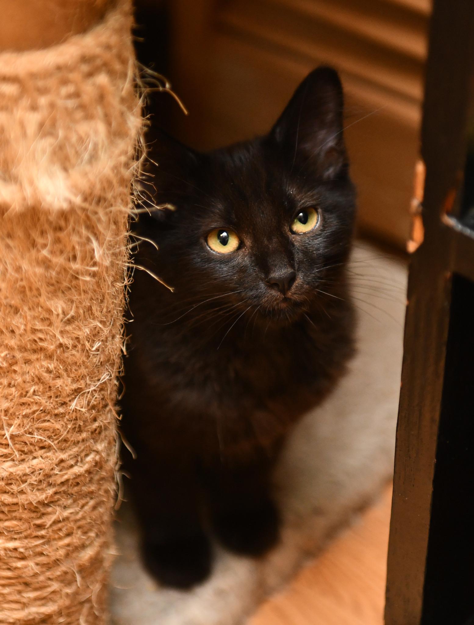 Enlarge Kalakala and Tillikum, a Adoptable Domestic Medium Hair in Seattle, WA image 2/6