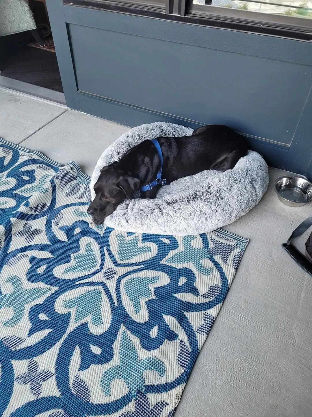Link, Adoptable, Adult Male Labrador Retriever.