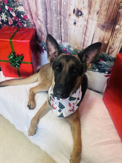 Enlarge Coco, a Adoptable German Shepherd Dog in Cedar Hill, TX image 1/3