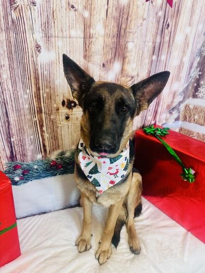 Enlarge Coco, a Adoptable German Shepherd Dog in Cedar Hill, TX image 2/3