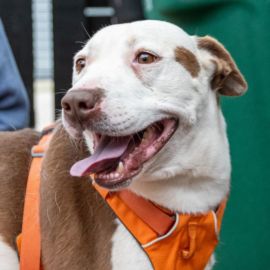 Rocco, Adoptable, Adult Male English Bulldog.