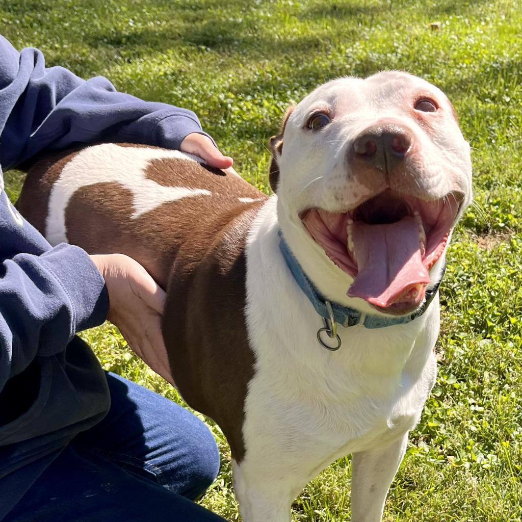 Enlarge Rocco, a Adoptable mixed breed in Washington, DC image 2/6