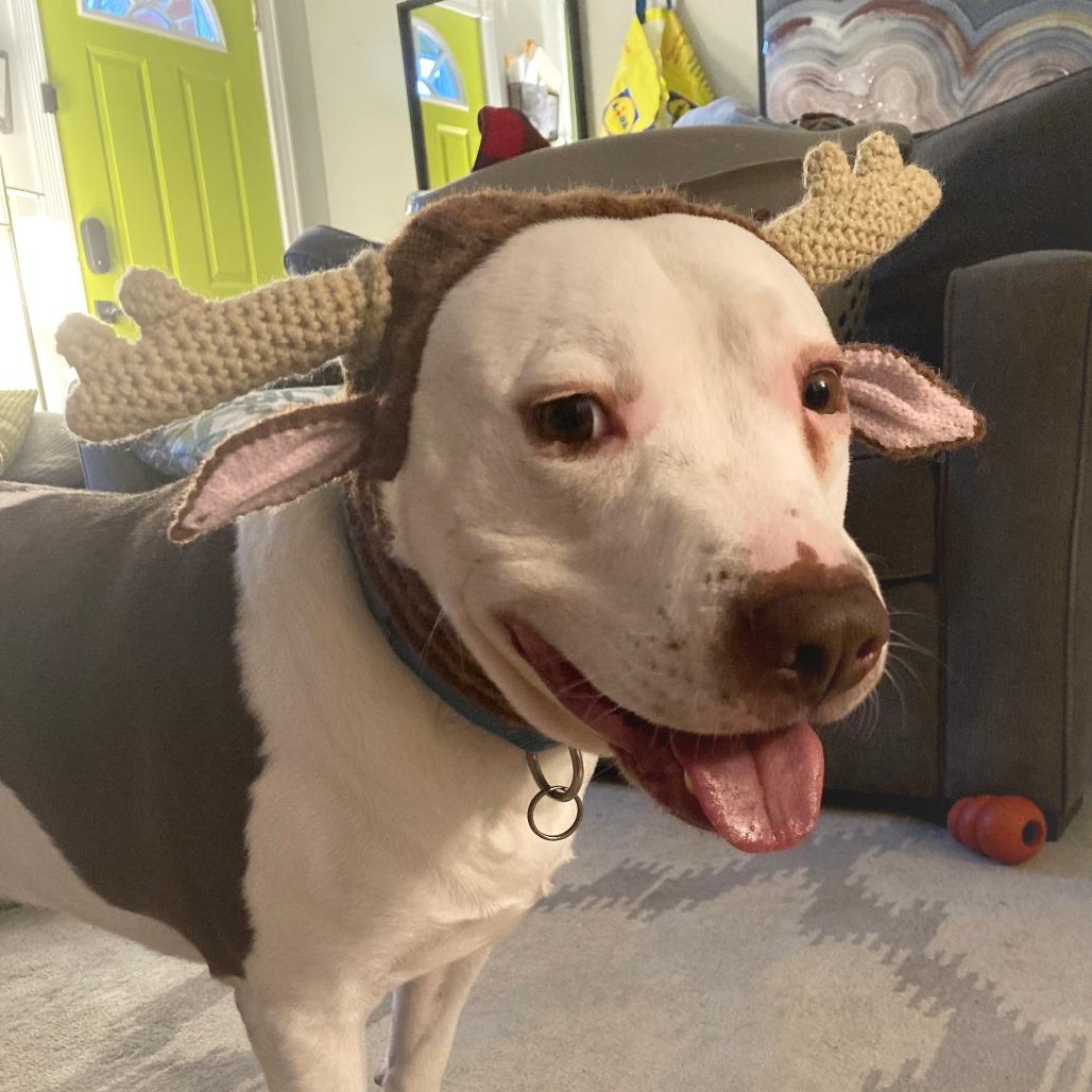 Enlarge Rocco, a Adoptable mixed breed in Washington, DC image 3/6