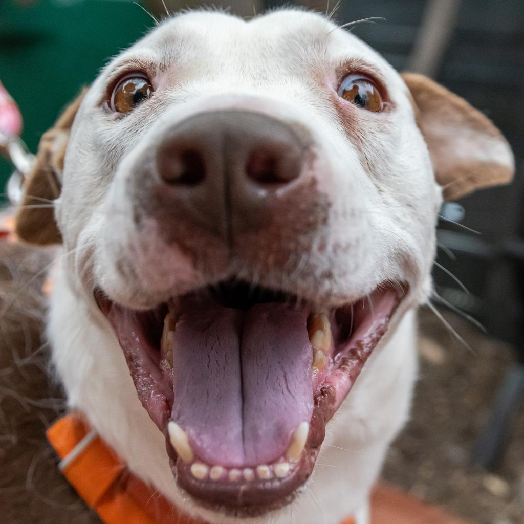 Enlarge Rocco, a Adoptable mixed breed in Washington, DC image 4/6