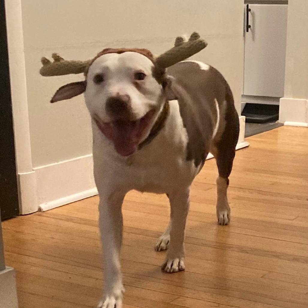 Enlarge Rocco: Foster 2 Adopt!, a Adoptable mixed breed in Washington, DC image 4/6