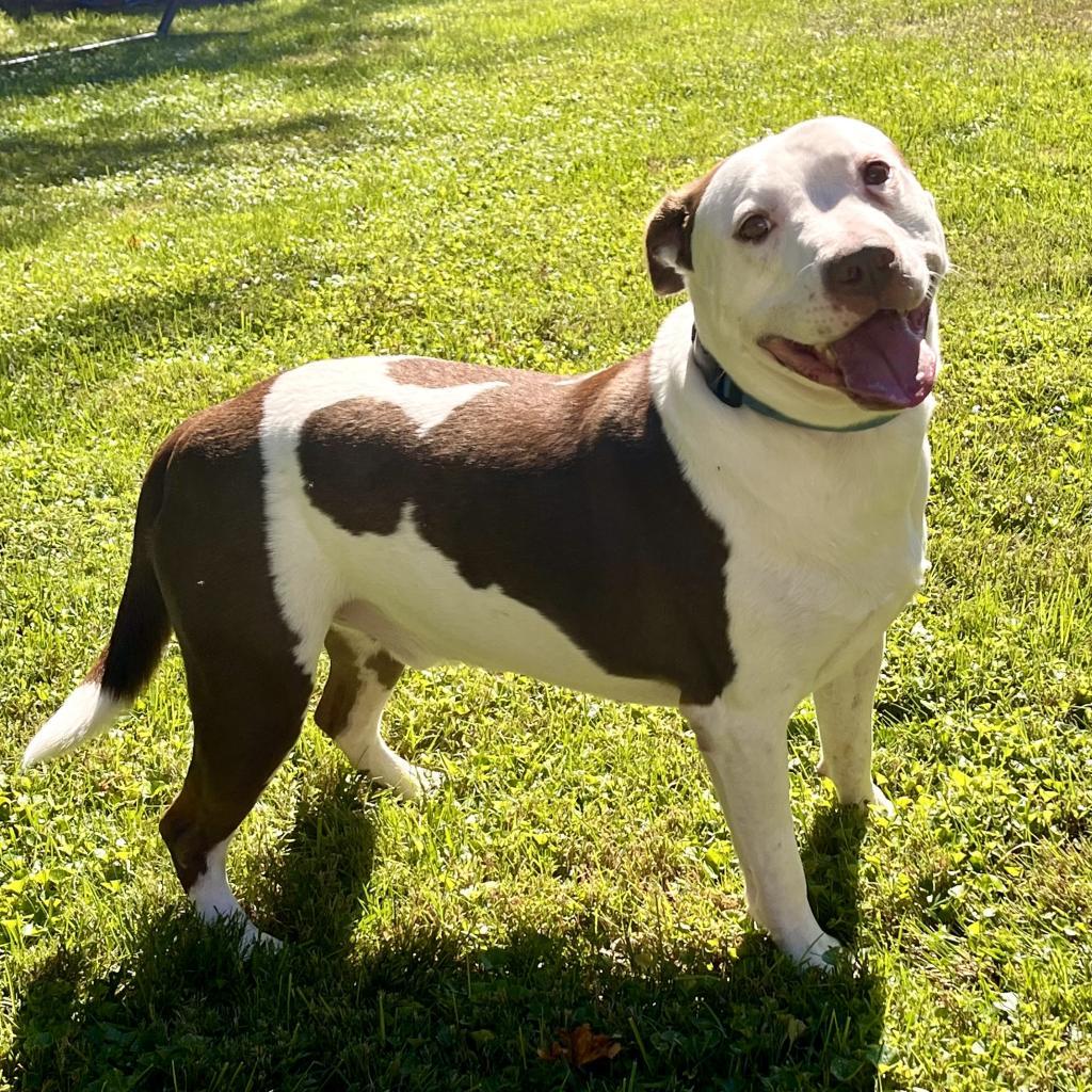 Enlarge Rocco, a Adoptable mixed breed in Washington, DC image 6/6