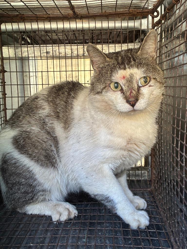 Enlarge Preston, a Adoptable mixed breed in New Braunfels, TX image 1/1