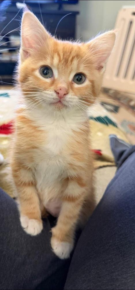 Quatros: Conejita, a Adoptable mixed breed in Warren, CT image 3/6