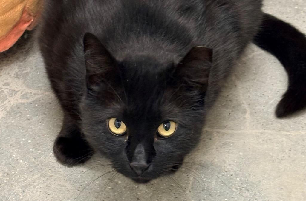 Bella, Adoptable, Young Female Domestic Short Hair.