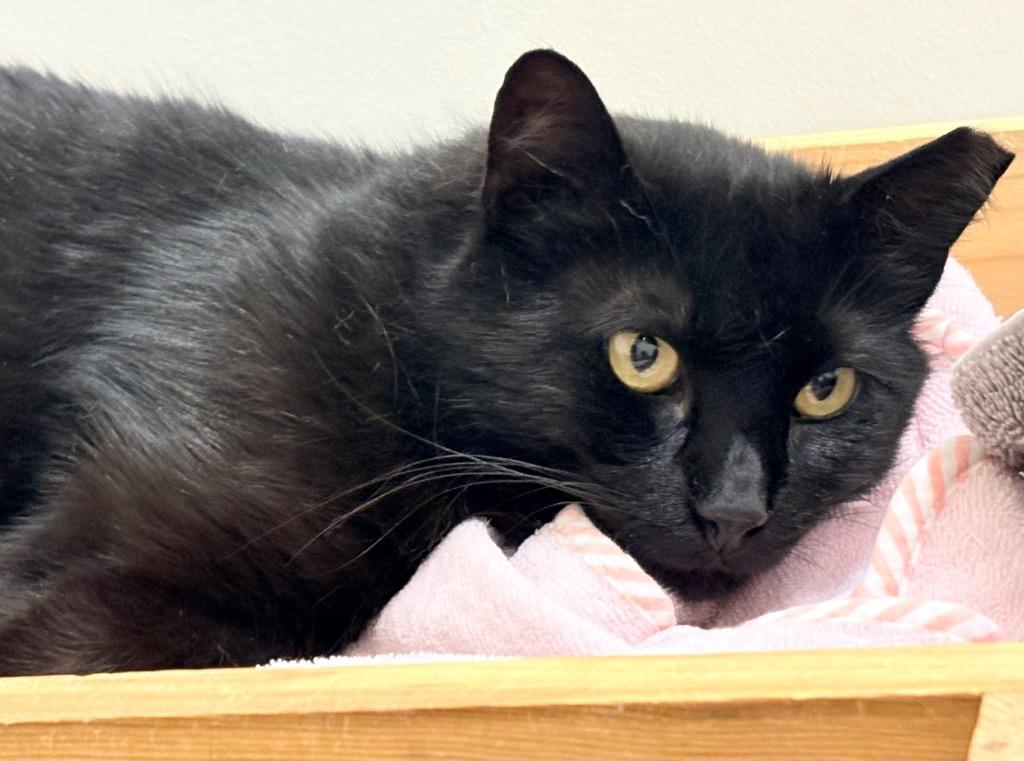 Enlarge Bella, a Adoptable mixed breed in Napa, CA image 2/3