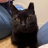 Enlarge Bella, a Adoptable mixed breed in Napa, CA image 1/1