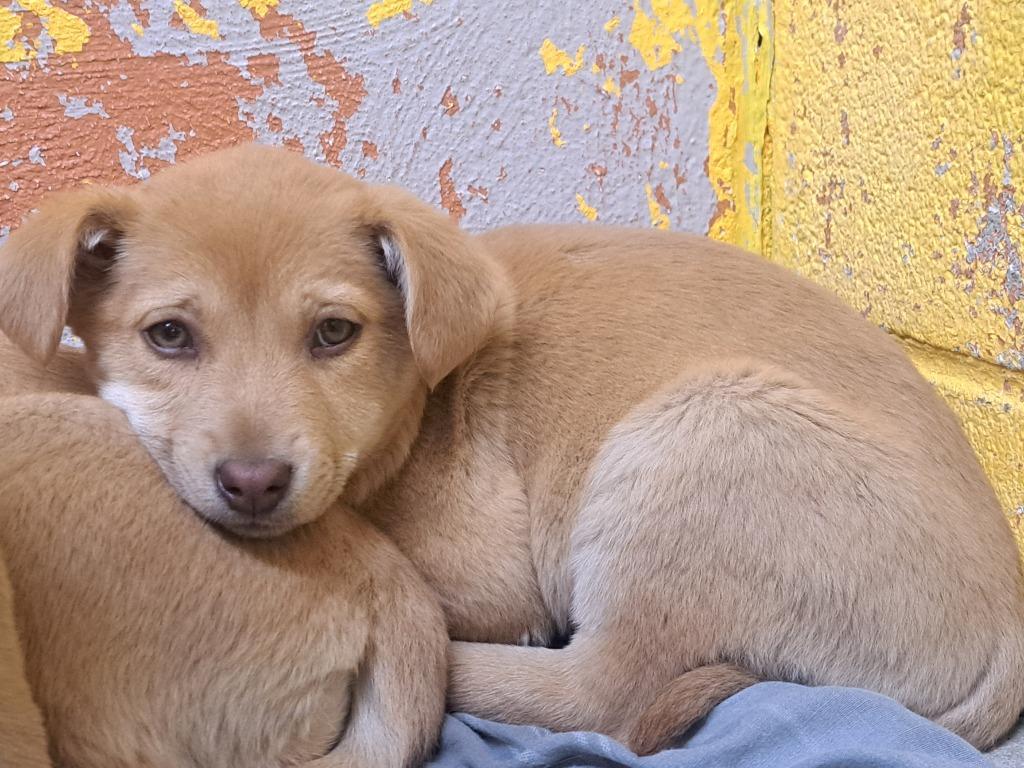 Enlarge Beth, a Adoptable mixed breed in Murray, KY image 1/2