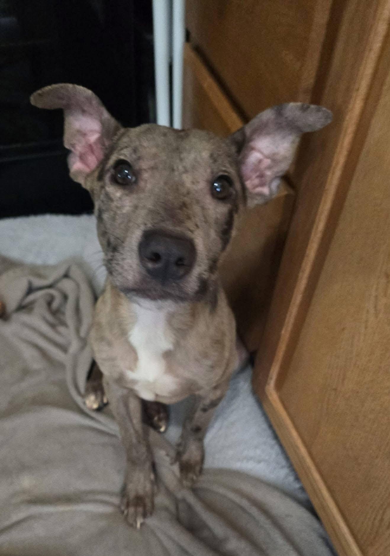 Tobin (in a FOSTER home), ADOPTABLE, Young Male Catahoula Leopard Dog.
