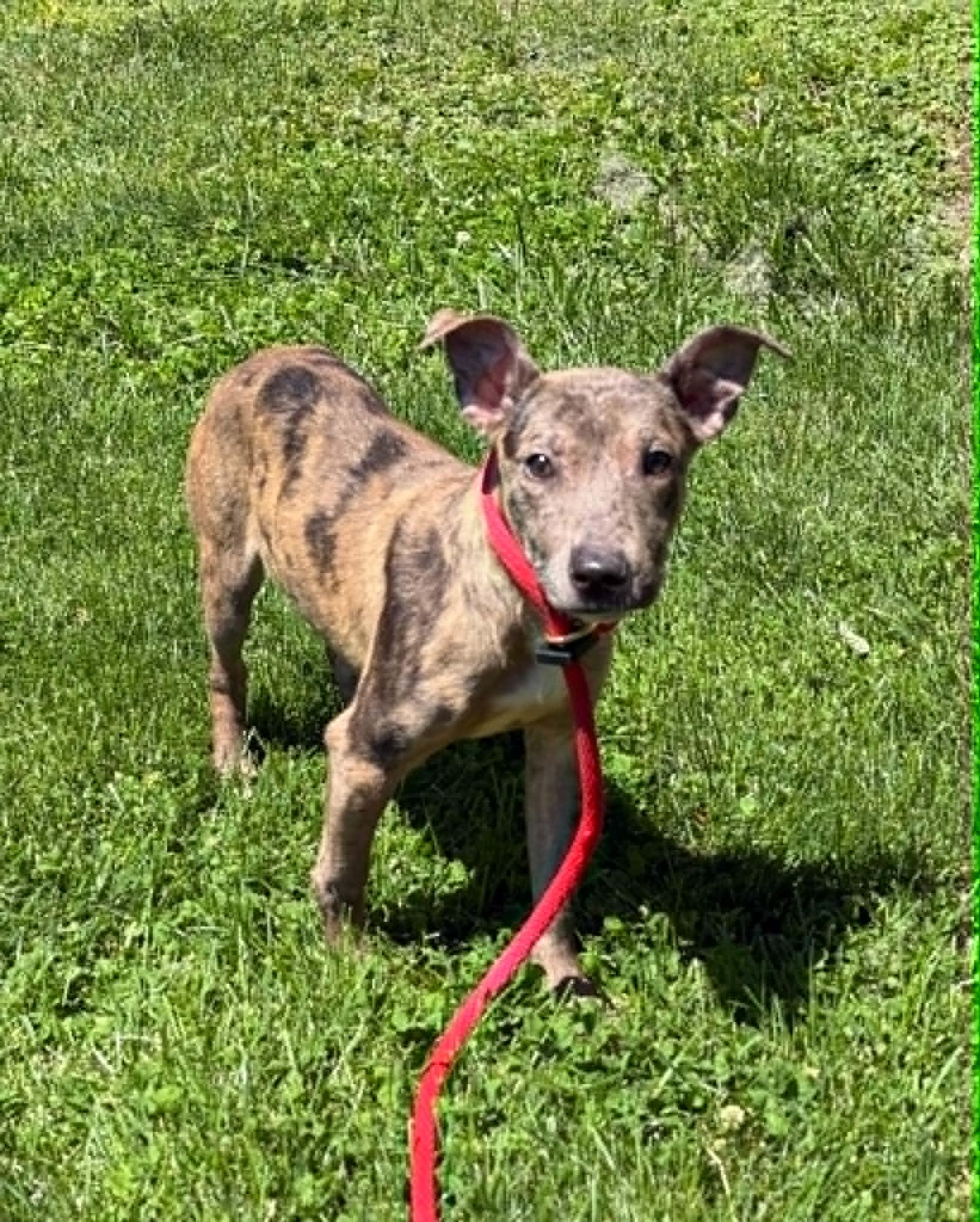 Enlarge Tobin (in a FOSTER home), a ADOPTABLE Catahoula Leopard Dog in Springfield, IL image 4/5