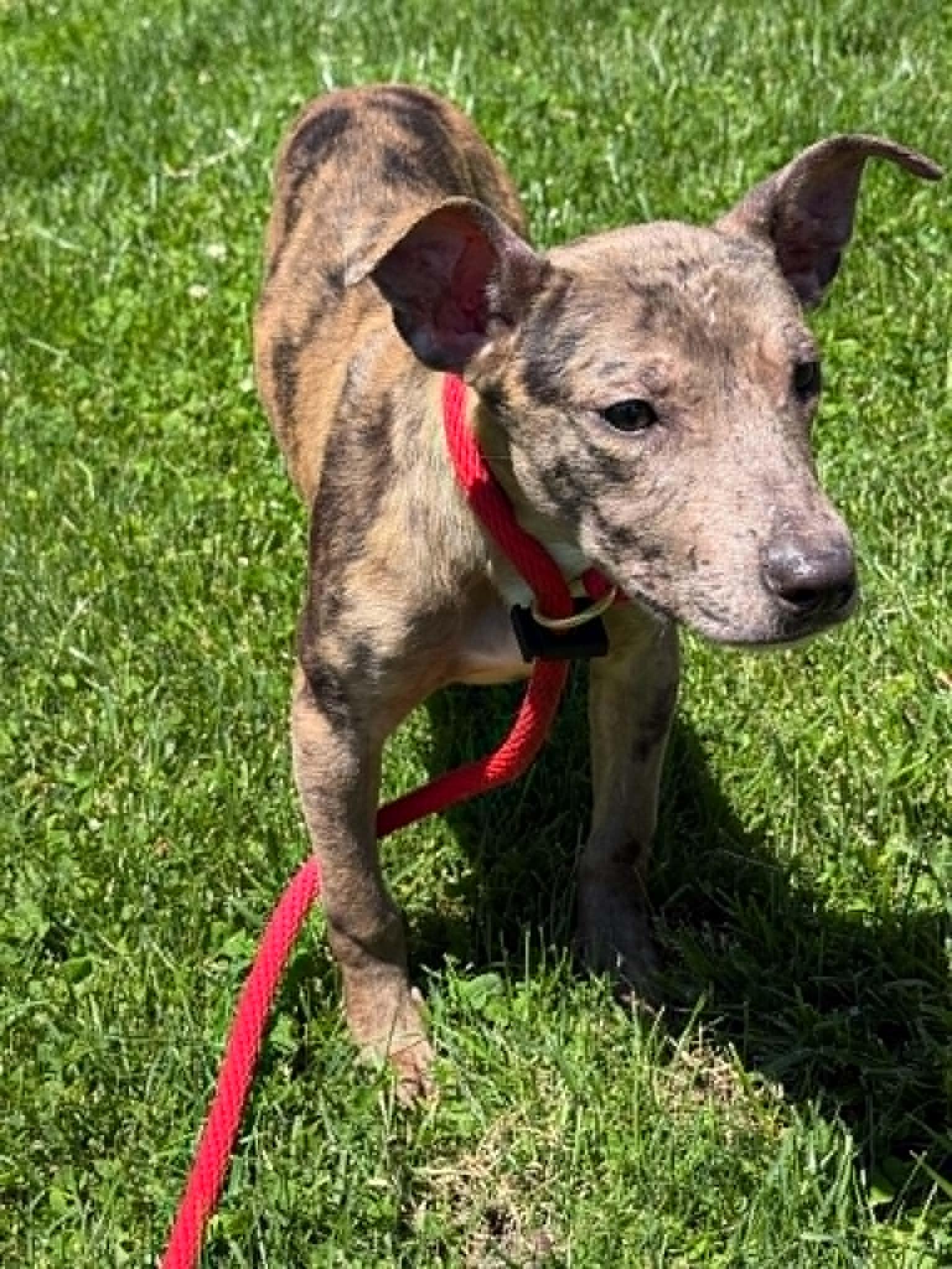 Enlarge Tobin (in a FOSTER home), a ADOPTABLE Catahoula Leopard Dog in Springfield, IL image 3/5