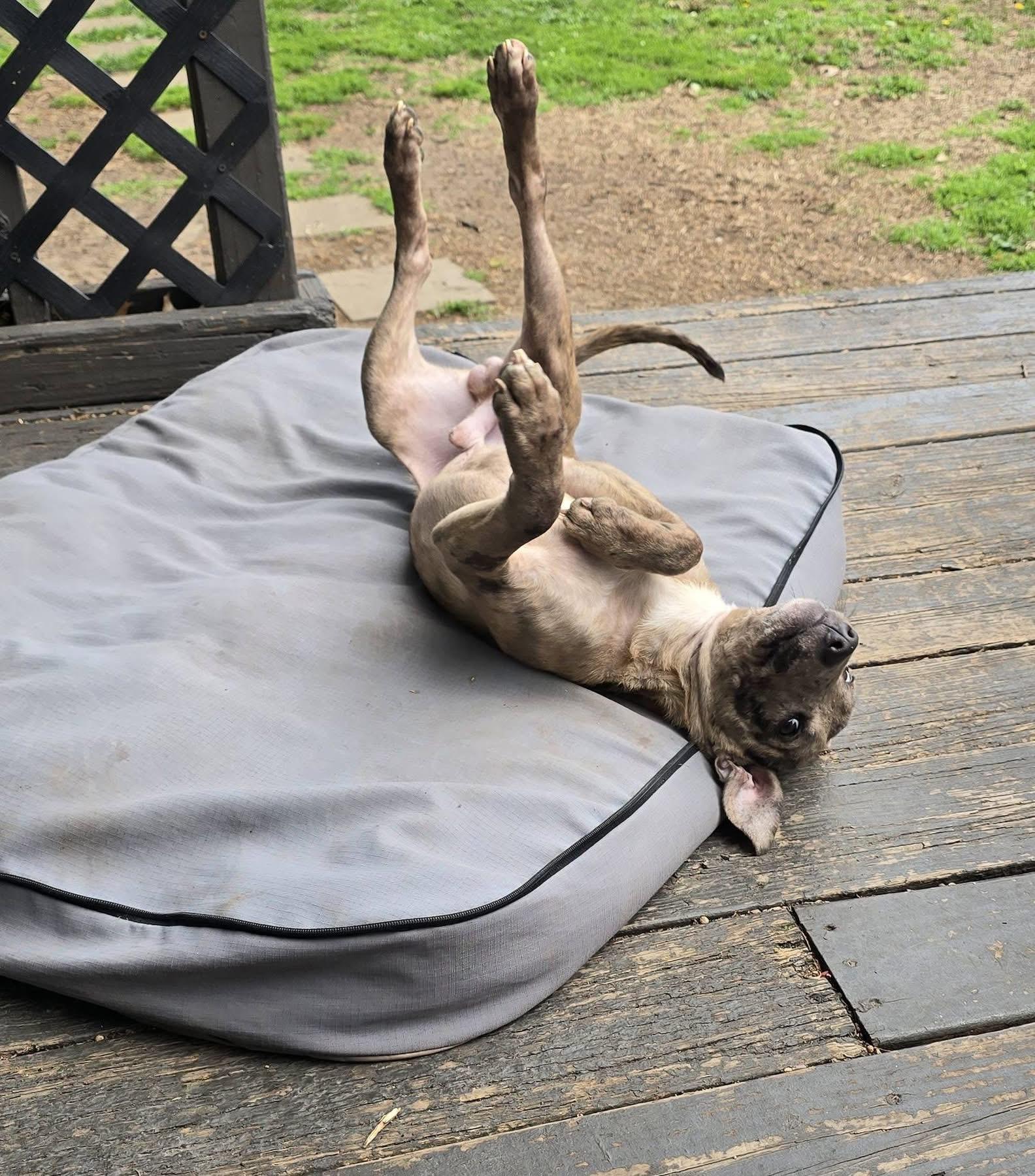 Enlarge Tobin (in a FOSTER home), a ADOPTABLE Catahoula Leopard Dog in Springfield, IL image 2/5