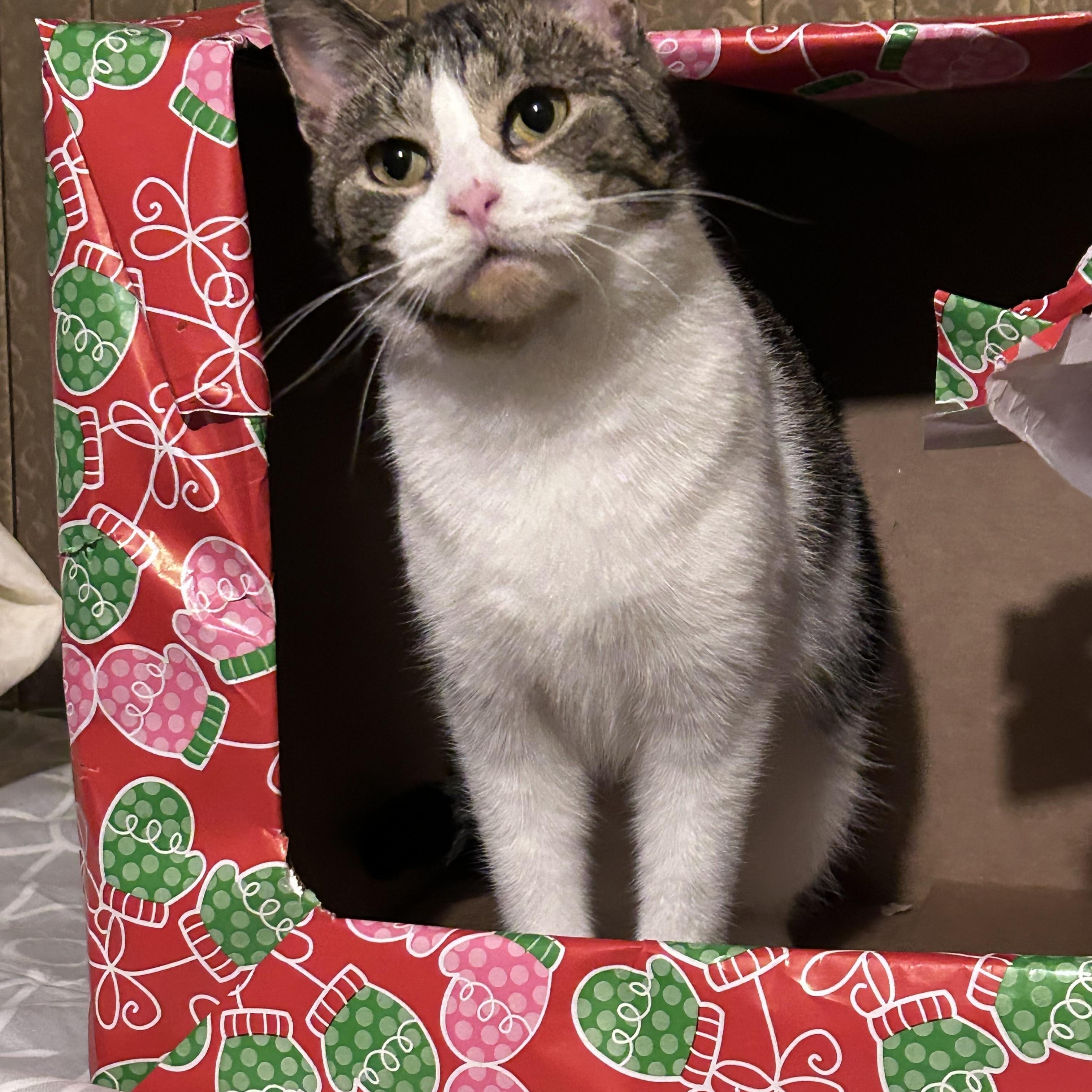 Sami, an adopted Domestic Short Hair in Shakopee , MN image 1/5