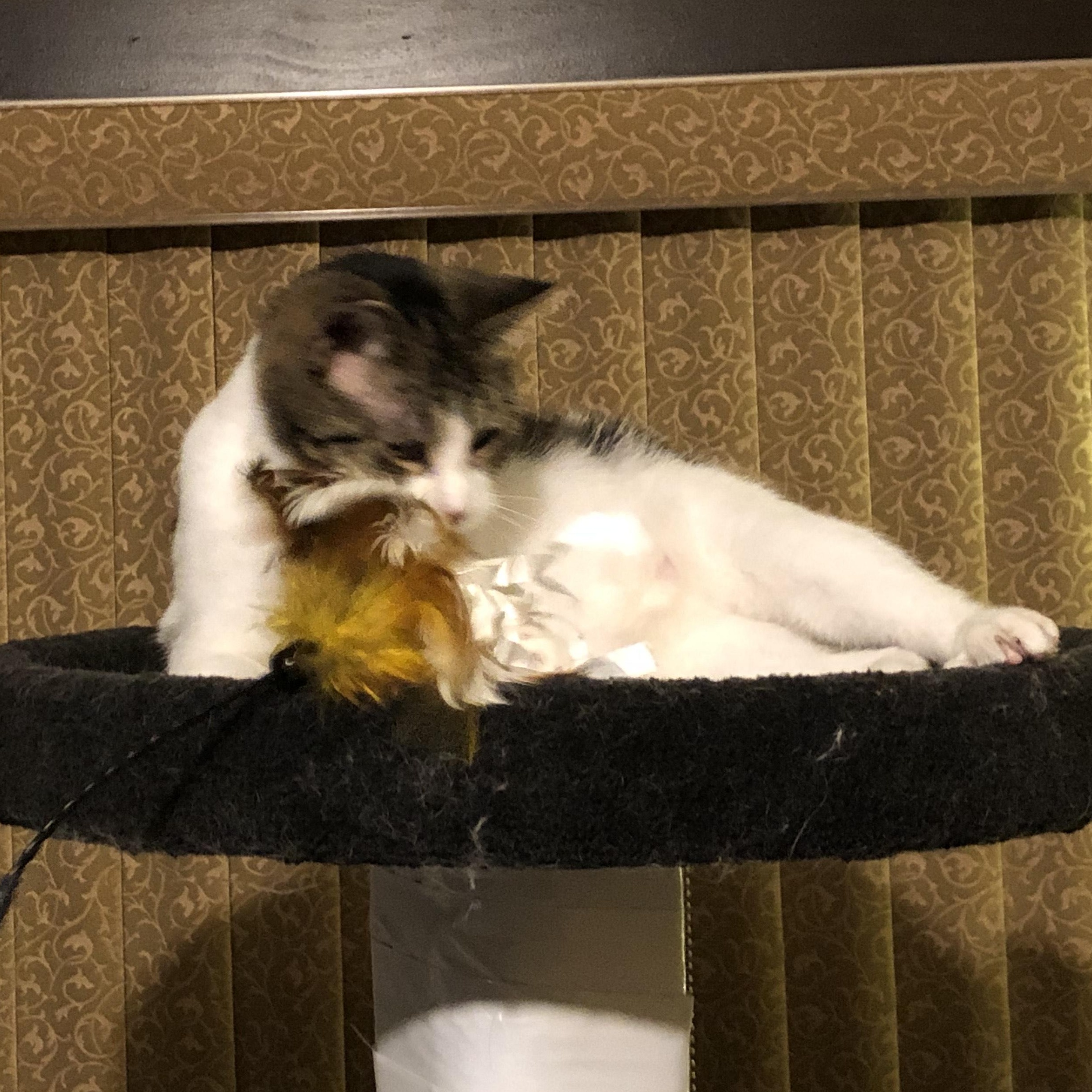 Sami, an adopted Domestic Short Hair in Shakopee , MN image 4/5