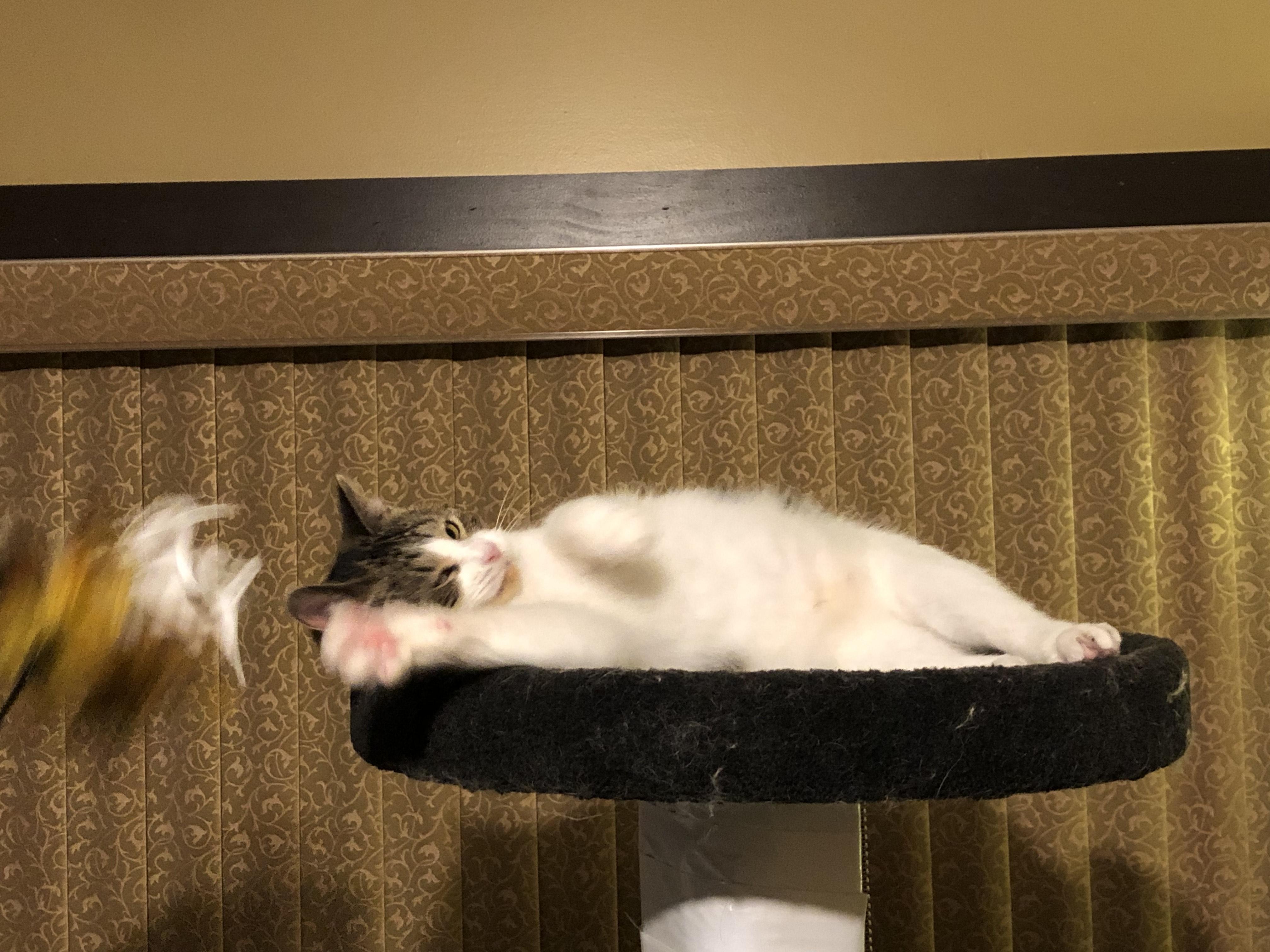 Sami, ADOPTABLE, Young Female Domestic Short Hair.