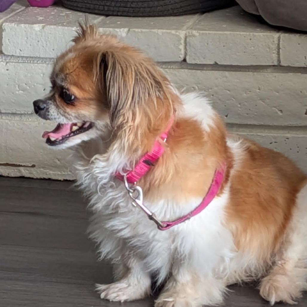 Enlarge Fabio, a Adoptable Pekingese in Fresno, CA image 3/6