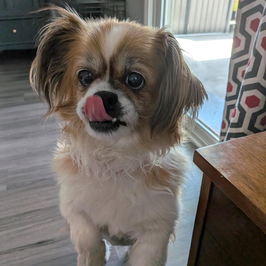 Enlarge Fabio, a Adoptable Pekingese in Fresno, CA image 4/6