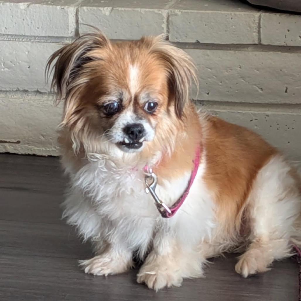 Enlarge Fabio, a Adoptable Pekingese in Fresno, CA image 5/6